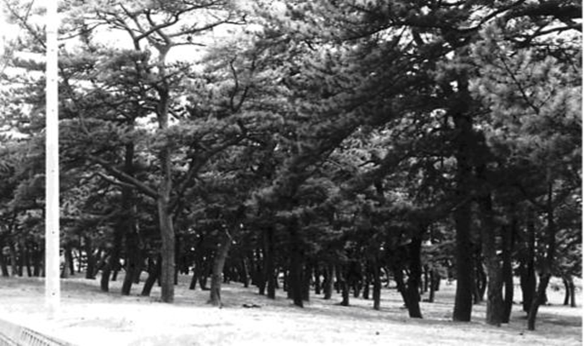 十六本松の松の美林