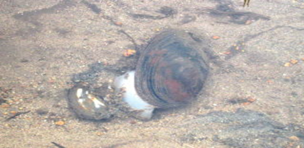 多鯰ヶ池のドブ貝
