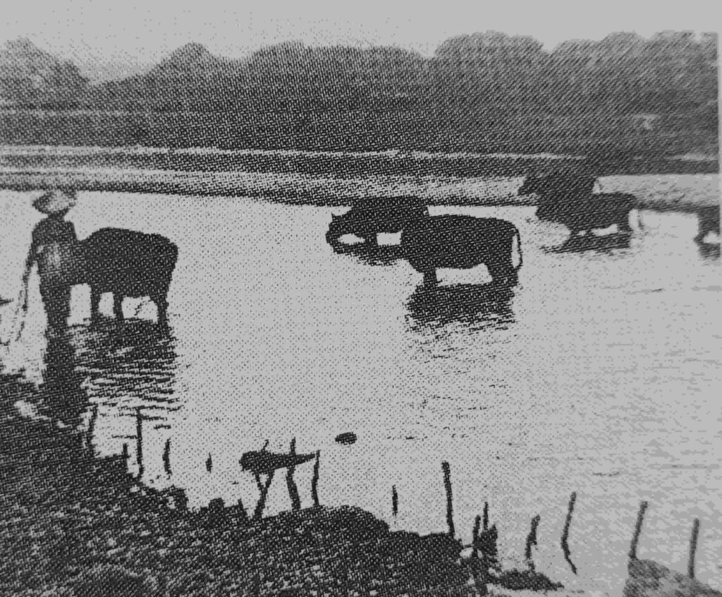 牛を千代川浅瀬で遊ばせる