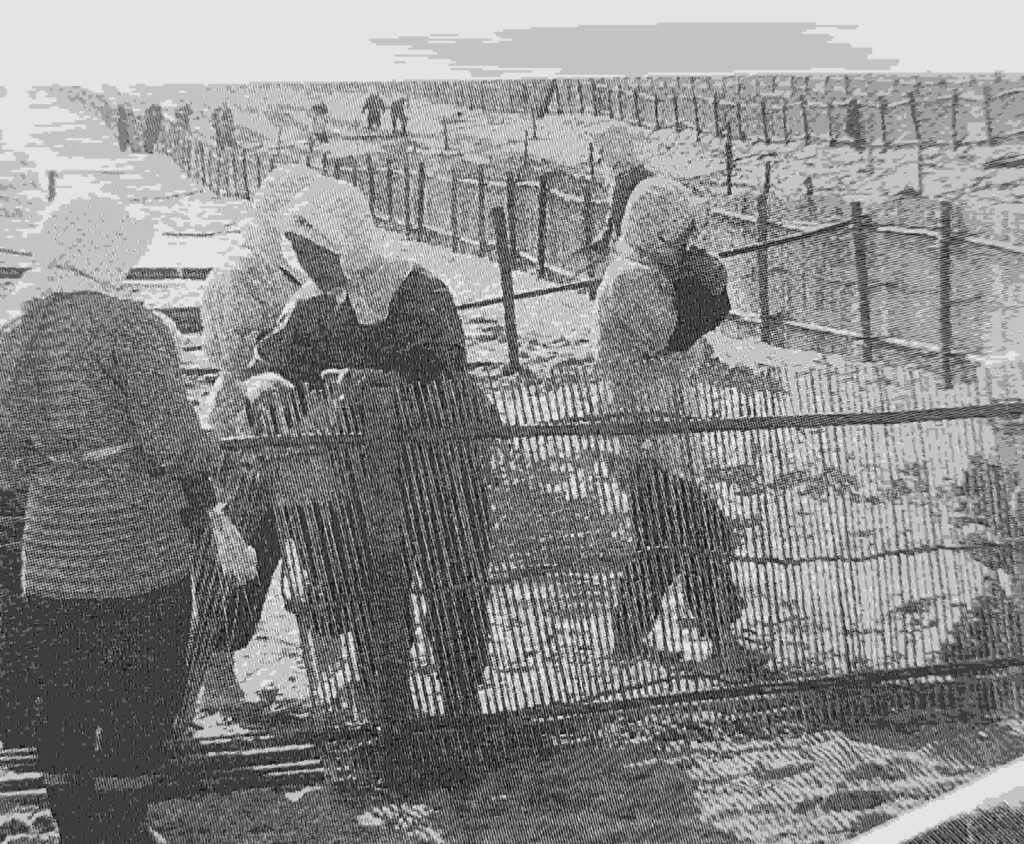 砂防垣を編む婦人たち